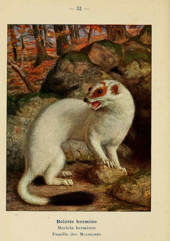 Reproducción/Reproduction 6312168374: Atlas de poche des mammifères de France, de la Suisse romane et de la Belgique Paris :L. Lhomme,1910