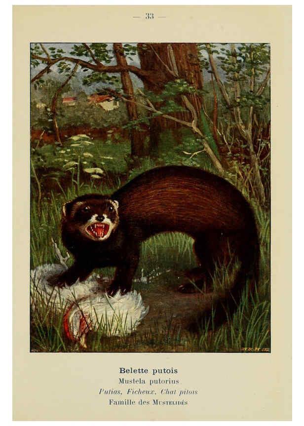 Reproducción/Reproduction 6312168582: Atlas de poche des mammifères de France, de la Suisse romane et de la Belgique Paris :L. Lhomme,1910