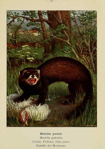 Reproducción/Reproduction 6312168582: Atlas de poche des mammifères de France, de la Suisse romane et de la Belgique Paris :L. Lhomme,1910