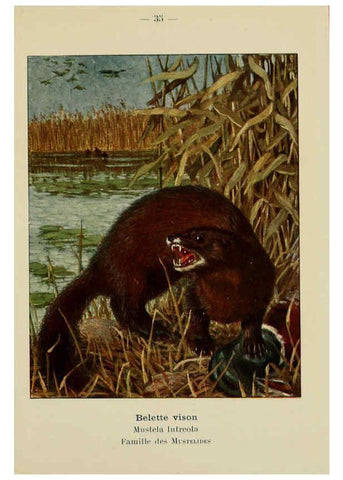 Reproducción/Reproduction 6312168938: Atlas de poche des mammifères de France, de la Suisse romane et de la Belgique Paris :L. Lhomme,1910