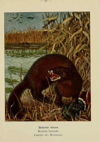 Reproducción/Reproduction 6312168938: Atlas de poche des mammifères de France, de la Suisse romane et de la Belgique Paris :L. Lhomme,1910