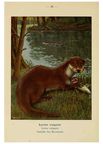 Reproducción/Reproduction 6311648983: Atlas de poche des mammifères de France, de la Suisse romane et de la Belgique Paris :L. Lhomme,1910