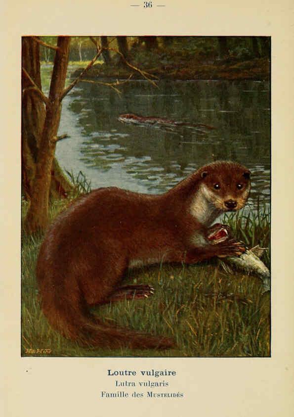Reproducción/Reproduction 6311648983: Atlas de poche des mammifères de France, de la Suisse romane et de la Belgique Paris :L. Lhomme,1910