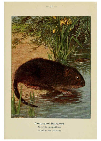 Reproducción/Reproduction 6311646189: Atlas de poche des mammifères de France, de la Suisse romane et de la Belgique Paris :L. Lhomme,1910