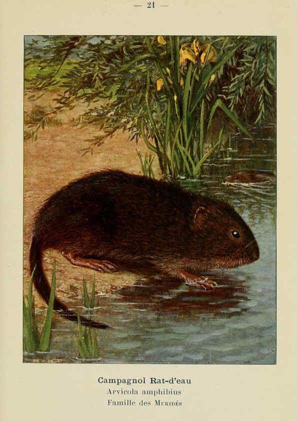 Reproducción/Reproduction 6311646189: Atlas de poche des mammifères de France, de la Suisse romane et de la Belgique Paris :L. Lhomme,1910