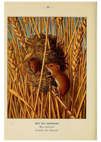 Reproducción/Reproduction 6311645983: Atlas de poche des mammifères de France, de la Suisse romane et de la Belgique Paris :L. Lhomme,1910