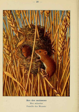Reproducción/Reproduction 6311645983: Atlas de poche des mammifères de France, de la Suisse romane et de la Belgique Paris :L. Lhomme,1910
