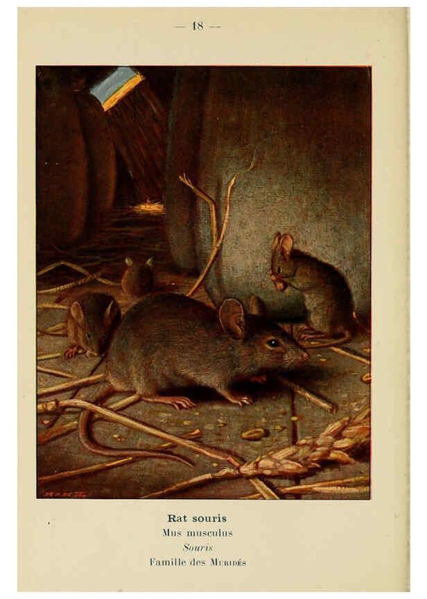 Reproducción/Reproduction 6312165642: Atlas de poche des mammifères de France, de la Suisse romane et de la Belgique Paris :L. Lhomme,1910