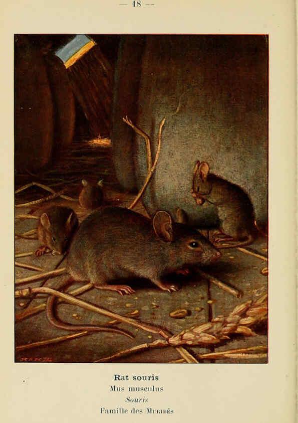 Reproducción/Reproduction 6312165642: Atlas de poche des mammifères de France, de la Suisse romane et de la Belgique Paris :L. Lhomme,1910