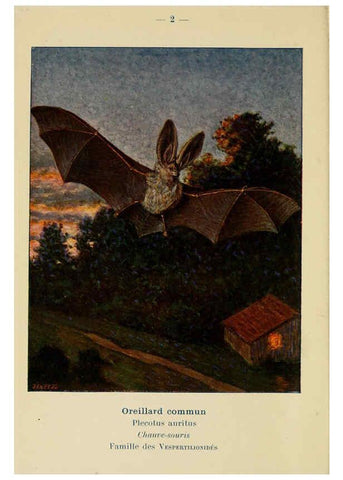 Reproducción/Reproduction 6311642219: Atlas de poche des mammifères de France, de la Suisse romane et de la Belgique Paris :L. Lhomme,1910