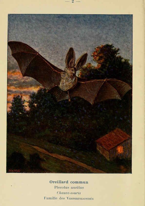 Reproducción/Reproduction 6311642219: Atlas de poche des mammifères de France, de la Suisse romane et de la Belgique Paris :L. Lhomme,1910