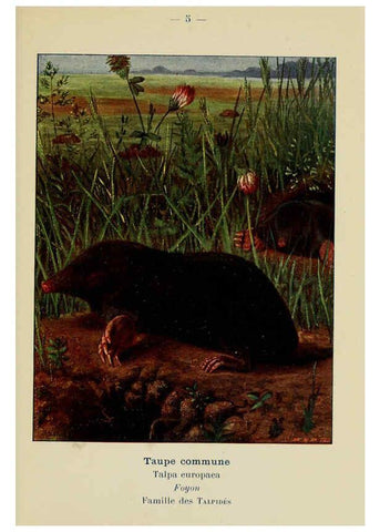 Reproducción/Reproduction 6311642825: Atlas de poche des mammifères de France, de la Suisse romane et de la Belgique Paris :L. Lhomme,1910