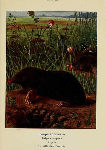 Reproducción/Reproduction 6311642825: Atlas de poche des mammifères de France, de la Suisse romane et de la Belgique Paris :L. Lhomme,1910
