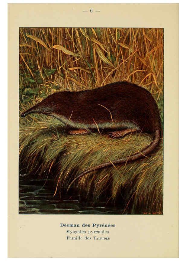 Reproducción/Reproduction 6311642983: Atlas de poche des mammifères de France, de la Suisse romane et de la Belgique Paris :L. Lhomme,1910
