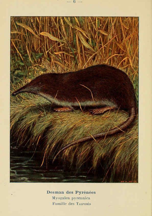 Reproducción/Reproduction 6311642983: Atlas de poche des mammifères de France, de la Suisse romane et de la Belgique Paris :L. Lhomme,1910