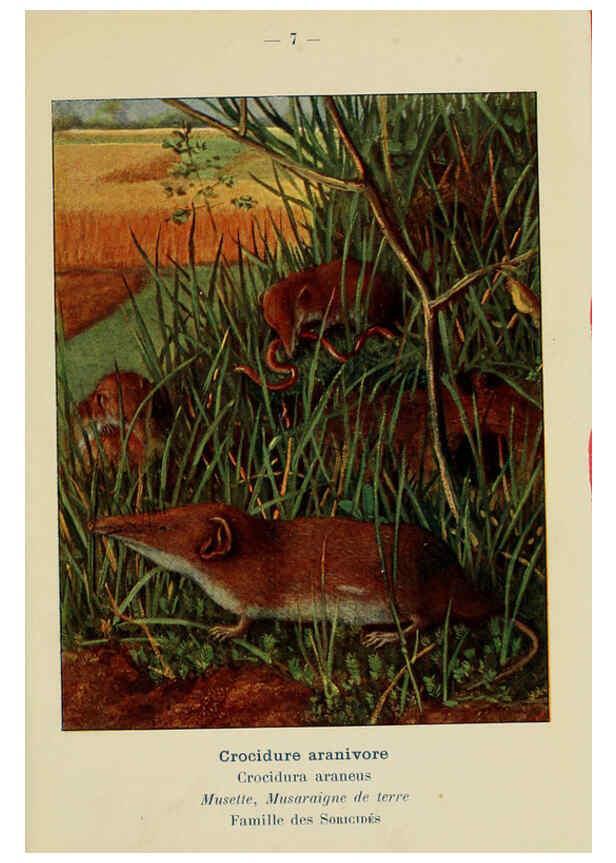 Reproducción/Reproduction 6312163332: Atlas de poche des mammifères de France, de la Suisse romane et de la Belgique Paris :L. Lhomme,1910