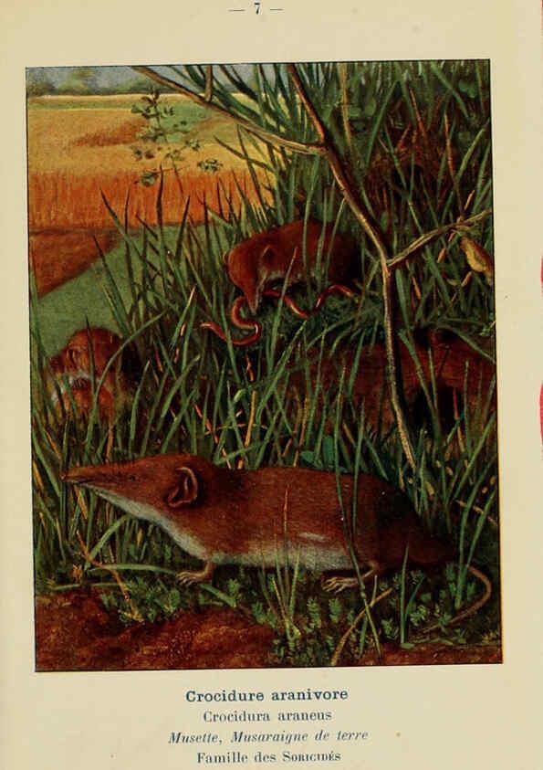 Reproducción/Reproduction 6312163332: Atlas de poche des mammifères de France, de la Suisse romane et de la Belgique Paris :L. Lhomme,1910