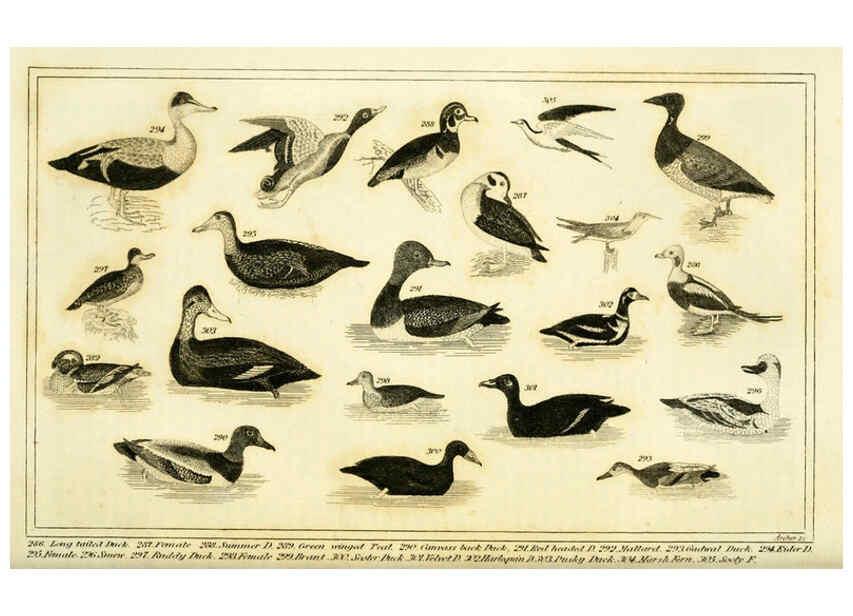 Reproducción/Reproduction 6311602149: Wilson's American ornithology Boston :Otis, Broaders, and Co.,1840