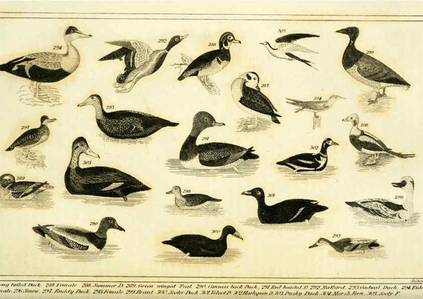 Reproducción/Reproduction 6311602149: Wilson's American ornithology Boston :Otis, Broaders, and Co.,1840