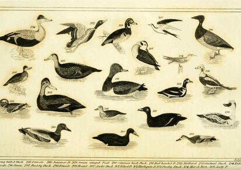 Reproducción/Reproduction 6311602149: Wilson's American ornithology Boston :Otis, Broaders, and Co.,1840