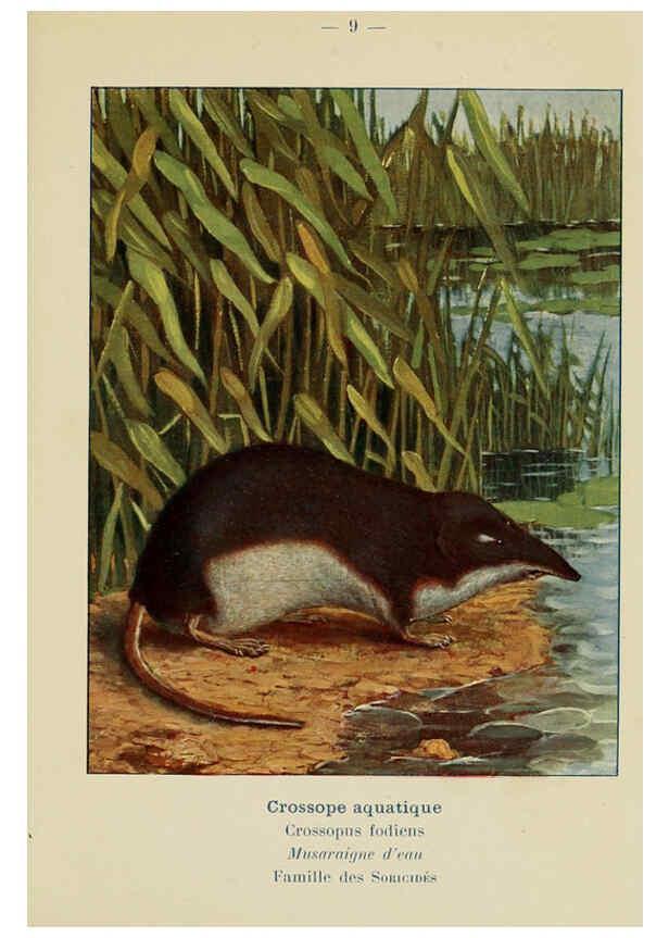 Reproducción/Reproduction 6312163756: Atlas de poche des mammifères de France, de la Suisse romane et de la Belgique Paris :L. Lhomme,1910