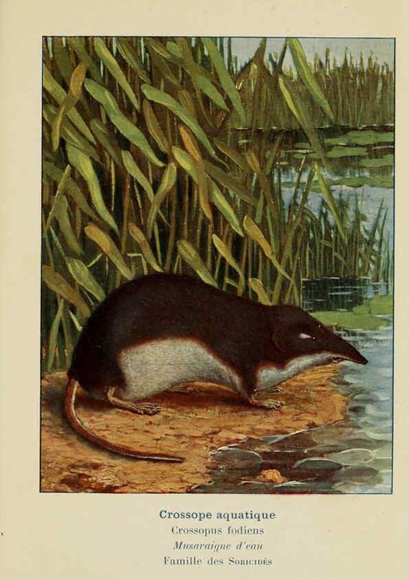 Reproducción/Reproduction 6312163756: Atlas de poche des mammifères de France, de la Suisse romane et de la Belgique Paris :L. Lhomme,1910