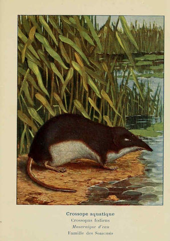 Reproducción/Reproduction 6312163756: Atlas de poche des mammifères de France, de la Suisse romane et de la Belgique Paris :L. Lhomme,1910