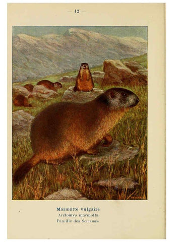 Reproducción/Reproduction 6312164374: Atlas de poche des mammifères de France, de la Suisse romane et de la Belgique Paris :L. Lhomme,1910