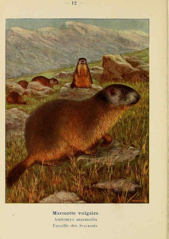 Reproducción/Reproduction 6312164374: Atlas de poche des mammifères de France, de la Suisse romane et de la Belgique Paris :L. Lhomme,1910