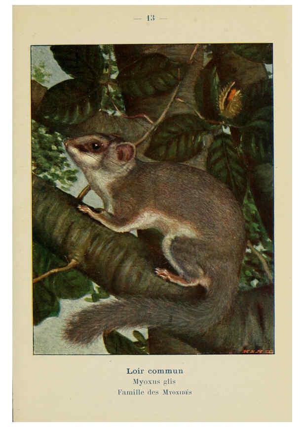 Reproducción/Reproduction 6312164630: Atlas de poche des mammifères de France, de la Suisse romane et de la Belgique Paris :L. Lhomme,1910