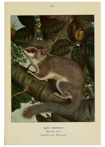 Reproducción/Reproduction 6312164630: Atlas de poche des mammifères de France, de la Suisse romane et de la Belgique Paris :L. Lhomme,1910