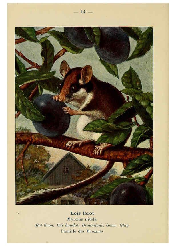 Reproducción/Reproduction 6312164838: Atlas de poche des mammifères de France, de la Suisse romane et de la Belgique Paris :L. Lhomme,1910