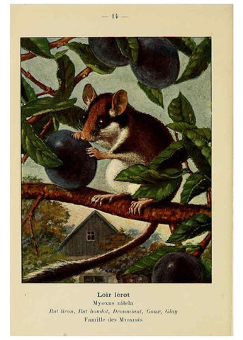 Reproducción/Reproduction 6312164838: Atlas de poche des mammifères de France, de la Suisse romane et de la Belgique Paris :L. Lhomme,1910