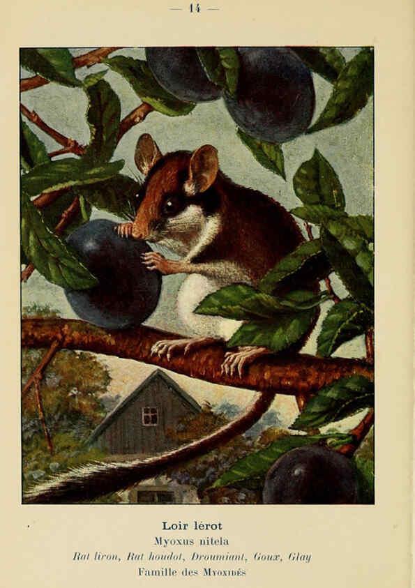 Reproducción/Reproduction 6312164838: Atlas de poche des mammifères de France, de la Suisse romane et de la Belgique Paris :L. Lhomme,1910