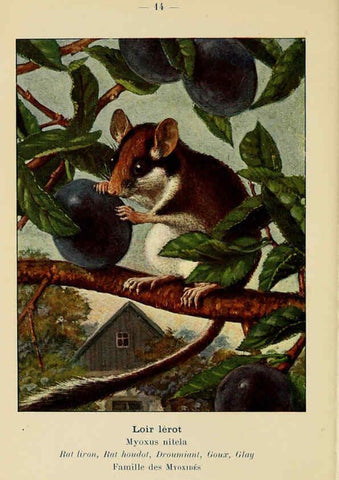 Reproducción/Reproduction 6312164838: Atlas de poche des mammifères de France, de la Suisse romane et de la Belgique Paris :L. Lhomme,1910