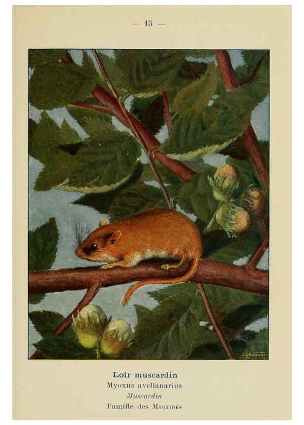 Reproducción/Reproduction 6312165102: Atlas de poche des mammifères de France, de la Suisse romane et de la Belgique Paris :L. Lhomme,1910