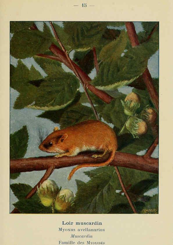 Reproducción/Reproduction 6312165102: Atlas de poche des mammifères de France, de la Suisse romane et de la Belgique Paris :L. Lhomme,1910