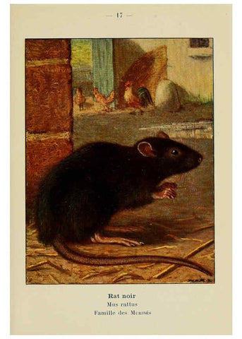 Reproducción/Reproduction 6311645323: Atlas de poche des mammifères de France, de la Suisse romane et de la Belgique Paris :L. Lhomme,1910