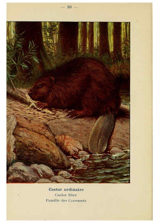 Reproducción/Reproduction 6311643749: Atlas de poche des mammifères de France, de la Suisse romane et de la Belgique Paris :L. Lhomme,1910