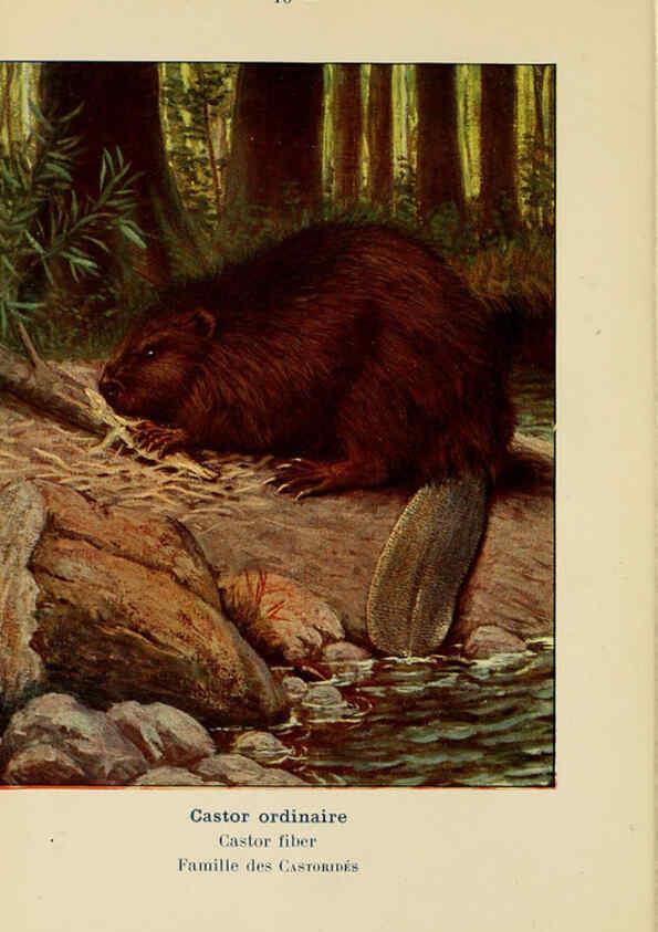 Reproducción/Reproduction 6311643749: Atlas de poche des mammifères de France, de la Suisse romane et de la Belgique Paris :L. Lhomme,1910