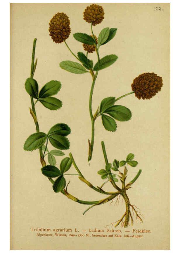 Reproducción/Reproduction 6311508563: Atlas der Alpenflora. v.1. Wien :Eigenthum und Verlag des Deutschen und Oesterr. Alpenvereins,1882