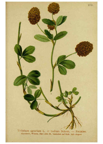 Reproducción/Reproduction 6311508563: Atlas der Alpenflora. v.1. Wien :Eigenthum und Verlag des Deutschen und Oesterr. Alpenvereins,1882