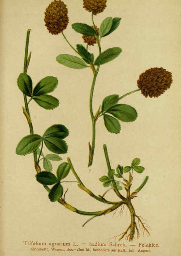 Reproducción/Reproduction 6311508563: Atlas der Alpenflora. v.1. Wien :Eigenthum und Verlag des Deutschen und Oesterr. Alpenvereins,1882