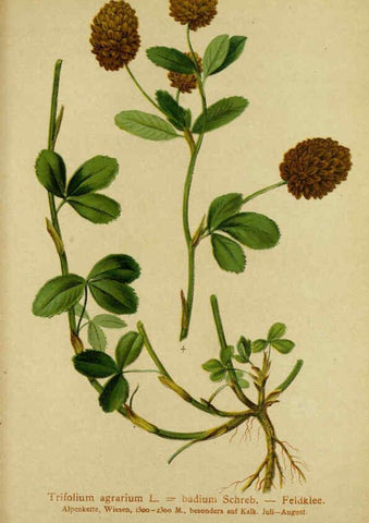 Reproducción/Reproduction 6311508563: Atlas der Alpenflora. v.1. Wien :Eigenthum und Verlag des Deutschen und Oesterr. Alpenvereins,1882