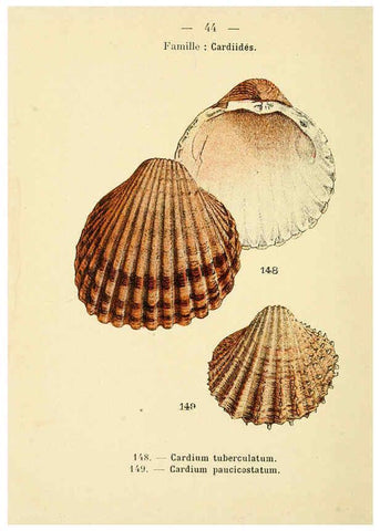 Reproducción/Reproduction 6311728769: Atlas de poche des coquilles des côtes de France Paris,Librairie des sciences naturelles, Paul Klincksiek,1913