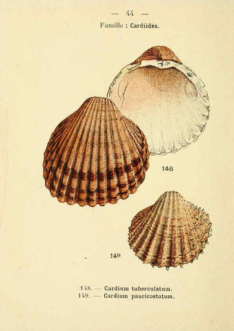 Reproducción/Reproduction 6311728769: Atlas de poche des coquilles des côtes de France Paris,Librairie des sciences naturelles, Paul Klincksiek,1913