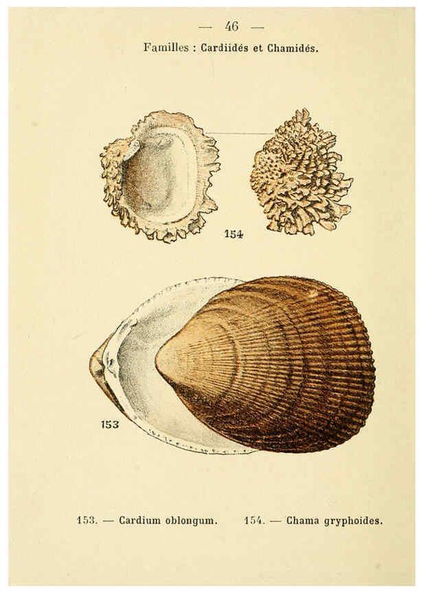 Reproducción/Reproduction 6312249988: Atlas de poche des coquilles des côtes de France Paris,Librairie des sciences naturelles, Paul Klincksiek,1913
