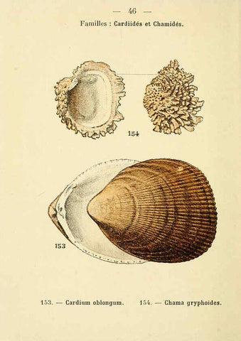 Reproducción/Reproduction 6312249988: Atlas de poche des coquilles des côtes de France Paris,Librairie des sciences naturelles, Paul Klincksiek,1913