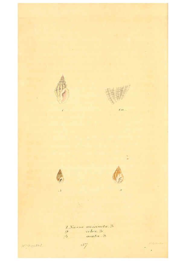 Reproducción/Reproduction 6353135271: American conchology New Harmony, Ind. :Printed at the School Press,1830-[38?] 