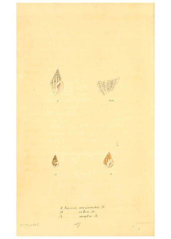 Reproducción/Reproduction 6353135271: American conchology New Harmony, Ind. :Printed at the School Press,1830-[38?] 